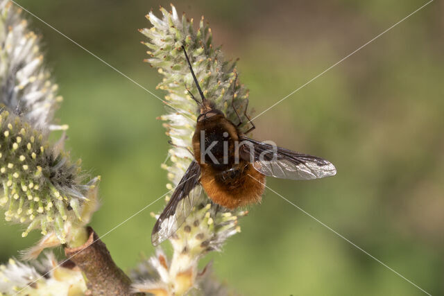 gewone wolzwever (bombylius major)