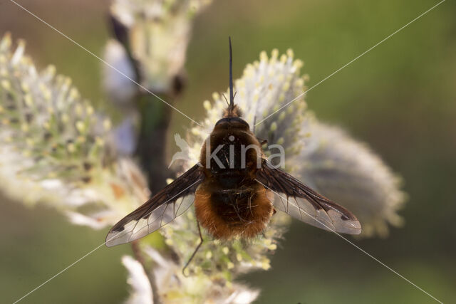 bombylius major