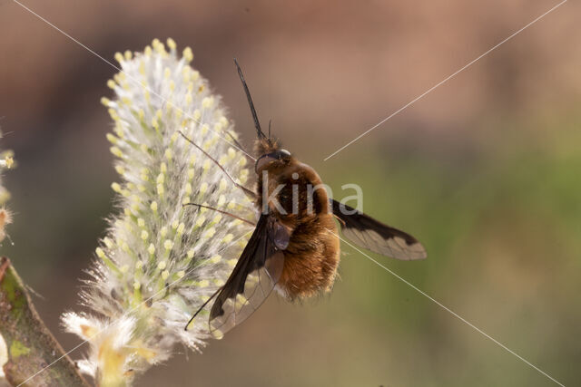 bombylius major