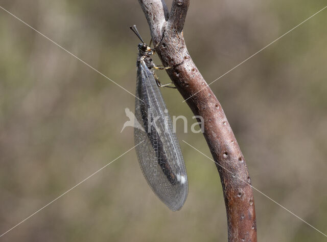 Mierenleeuw (Myrmeleon formicarius)