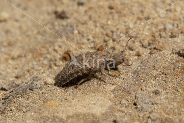 Ant-Lion (Myrmeleon formicarius)