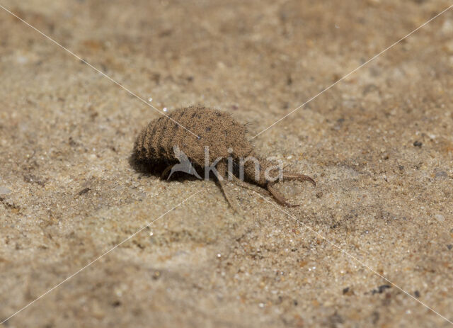 Ant-Lion (Myrmeleon formicarius)