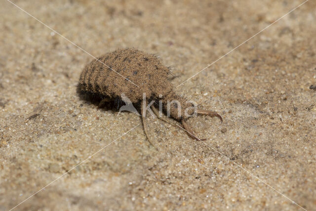 Ant-Lion (Myrmeleon formicarius)