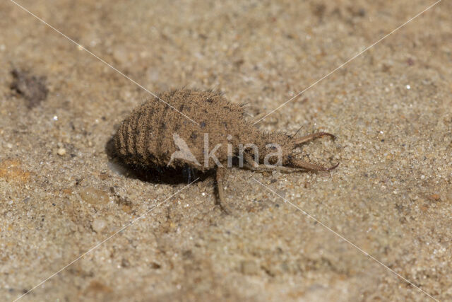 Ant-Lion (Myrmeleon formicarius)