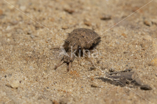 Mierenleeuw (Myrmeleon formicarius)