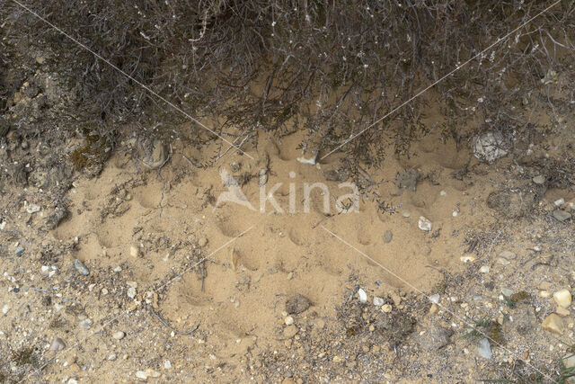 Ant-Lion (Myrmeleon formicarius)