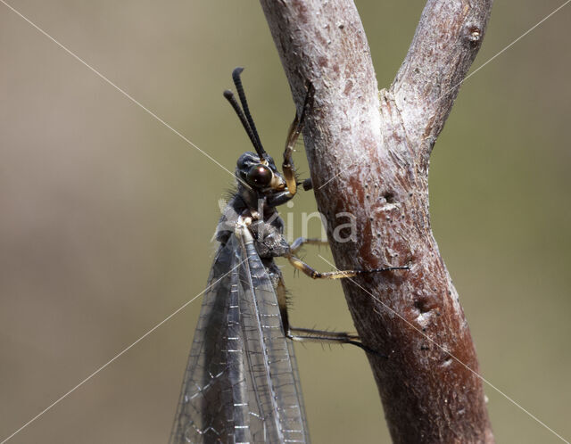 Mierenleeuw (Myrmeleon formicarius)