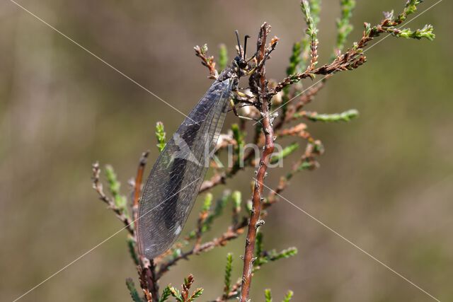 Mierenleeuw (Myrmeleon formicarius)