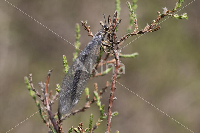 Ant-Lion (Myrmeleon formicarius)