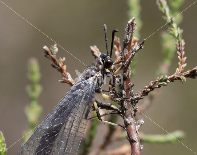 Mierenleeuw (Myrmeleon formicarius)