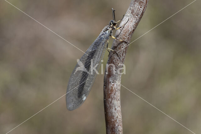 Ant-Lion (Myrmeleon formicarius)