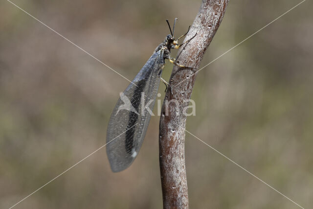 Ant-Lion (Myrmeleon formicarius)