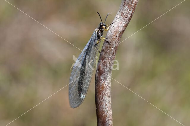 Ant-Lion (Myrmeleon formicarius)