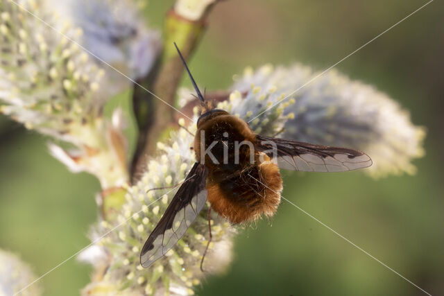 gewone wolzwever (bombylius major)