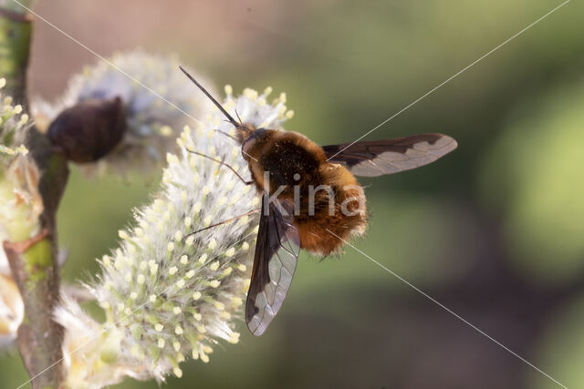 gewone wolzwever (bombylius major)