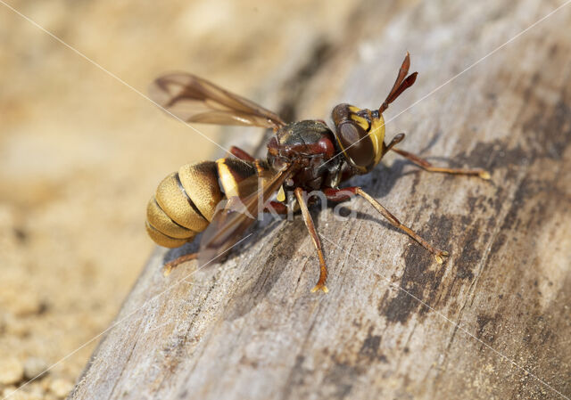 conops vesicularis