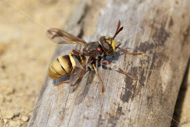 hoornaar blaaskop (conops vesicularis)