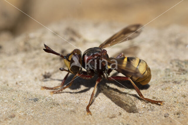 hoornaar blaaskop (conops vesicularis)