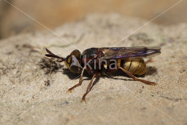 hoornaar blaaskop (conops vesicularis)