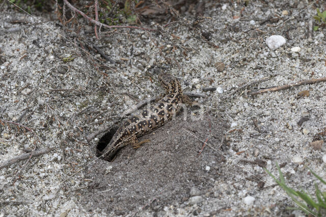 Sand Lizard (Lacerta agilis)