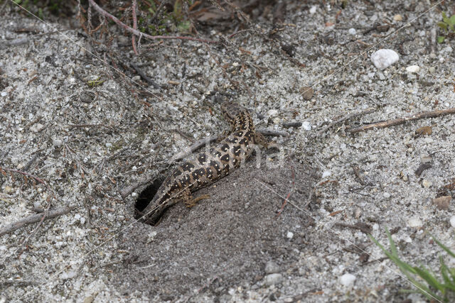 Zandhagedis (Lacerta agilis)