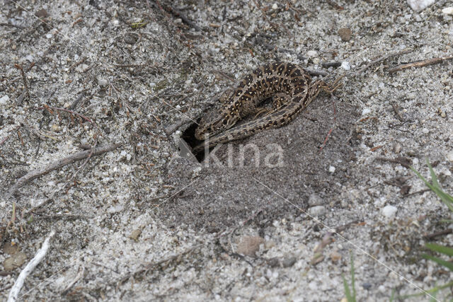 Zandhagedis (Lacerta agilis)