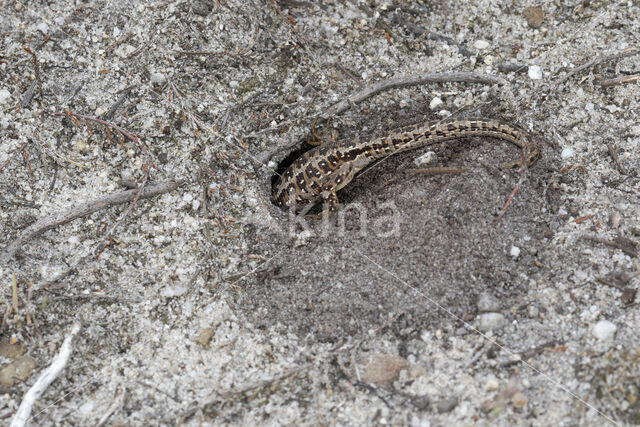 Sand Lizard (Lacerta agilis)