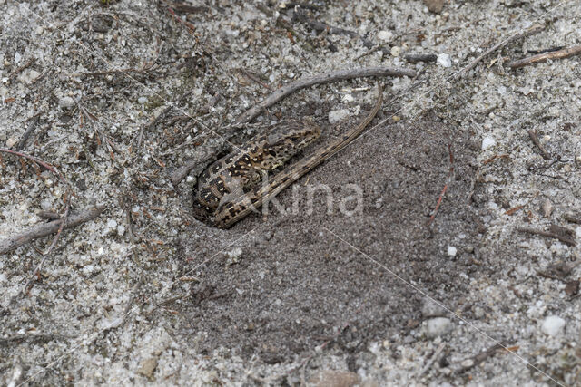 Zandhagedis (Lacerta agilis)