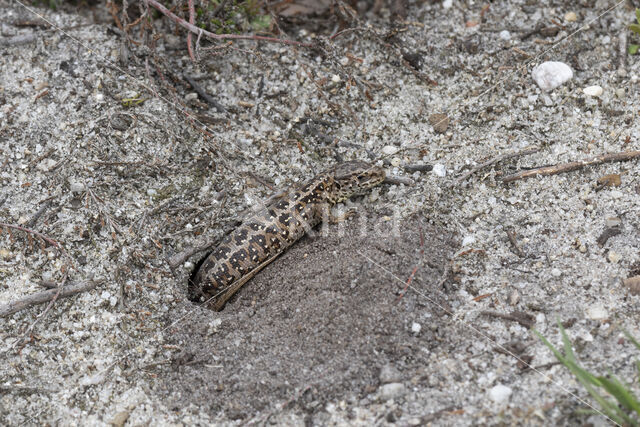 Zandhagedis (Lacerta agilis)