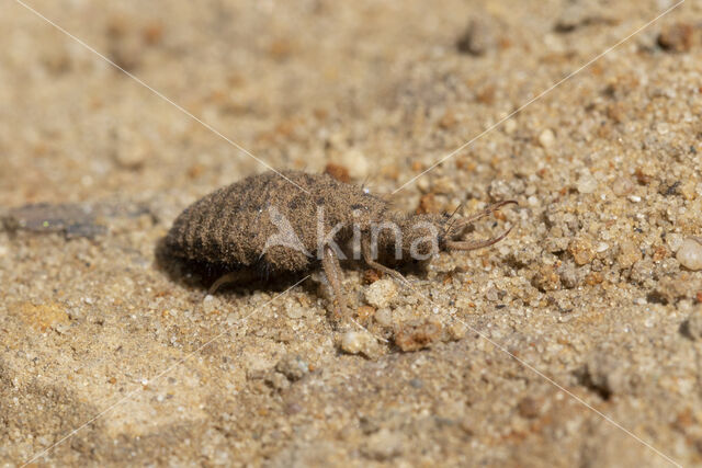 Ant-Lion (Myrmeleon formicarius)