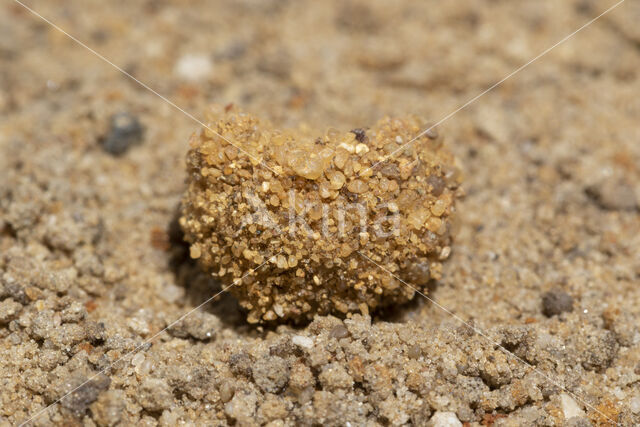 Ant-Lion (Myrmeleon formicarius)