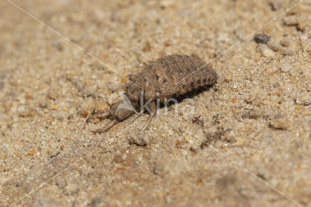 Ant-Lion (Myrmeleon formicarius)