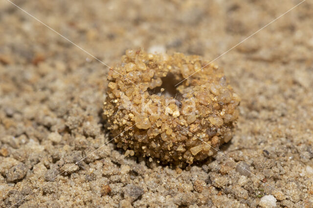 Ant-Lion (Myrmeleon formicarius)