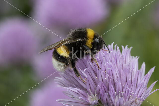 Buff-tailed bumblebee (Bombus terrestris)