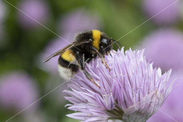 Buff-tailed bumblebee (Bombus terrestris)