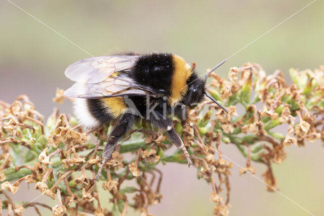 Buff-tailed bumblebee (Bombus terrestris)