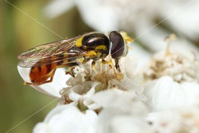 Hoverfly (Sphaerophoria rueppelli)