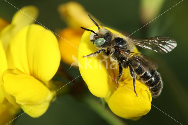 Klavermetselbij (Osmia ravouxi)