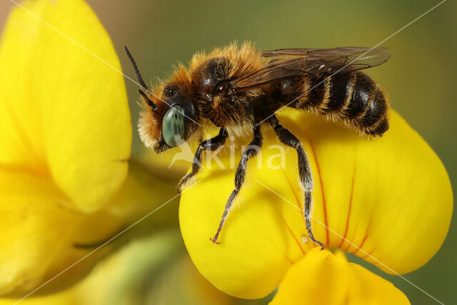 Klavermetselbij (Osmia ravouxi)