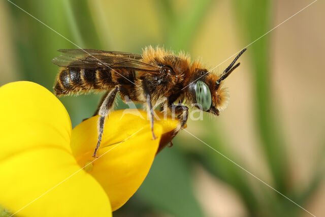 Klavermetselbij (Osmia ravouxi)