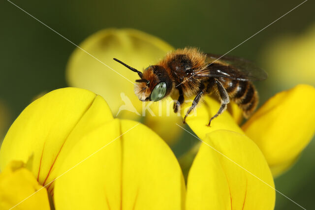 Klavermetselbij (Osmia ravouxi)