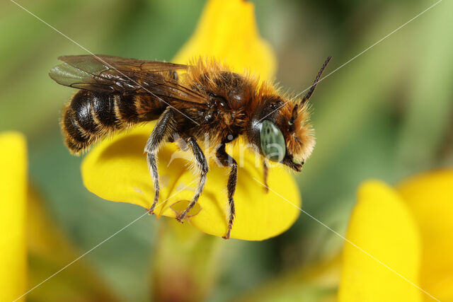 Klavermetselbij (Osmia ravouxi)