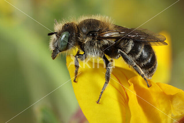 Klavermetselbij (Osmia ravouxi)