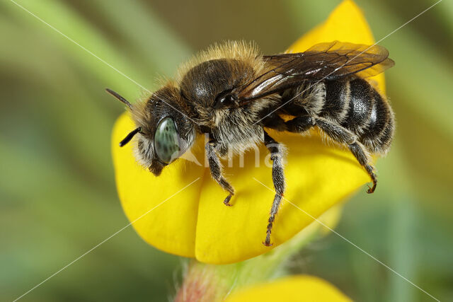 Klavermetselbij (Osmia ravouxi)