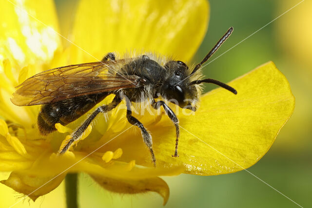 Geriemde zandbij (Andrena angustior)