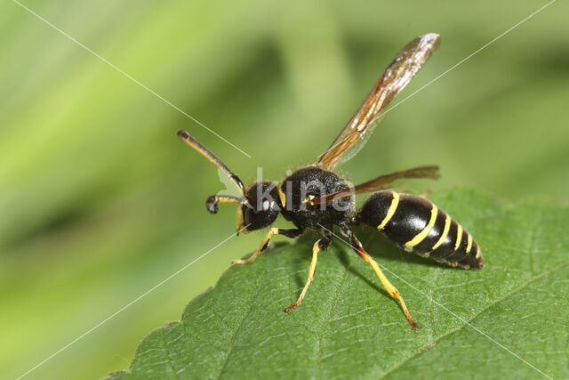 Gewone Schoorsteenwesp (Odynerus spinipes)