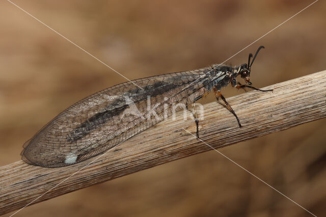 Mierenleeuw (Myrmeleon formicarius)