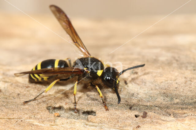 Ancistrocerus antilope