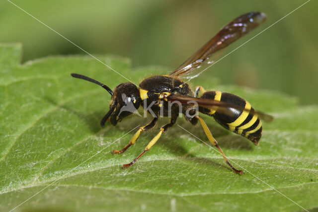 Ancistrocerus antilope