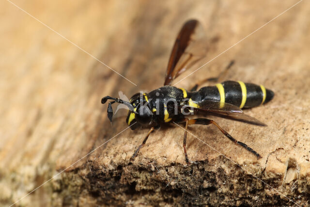 Normale Fopblaaskop (Ceriana conopsoides)